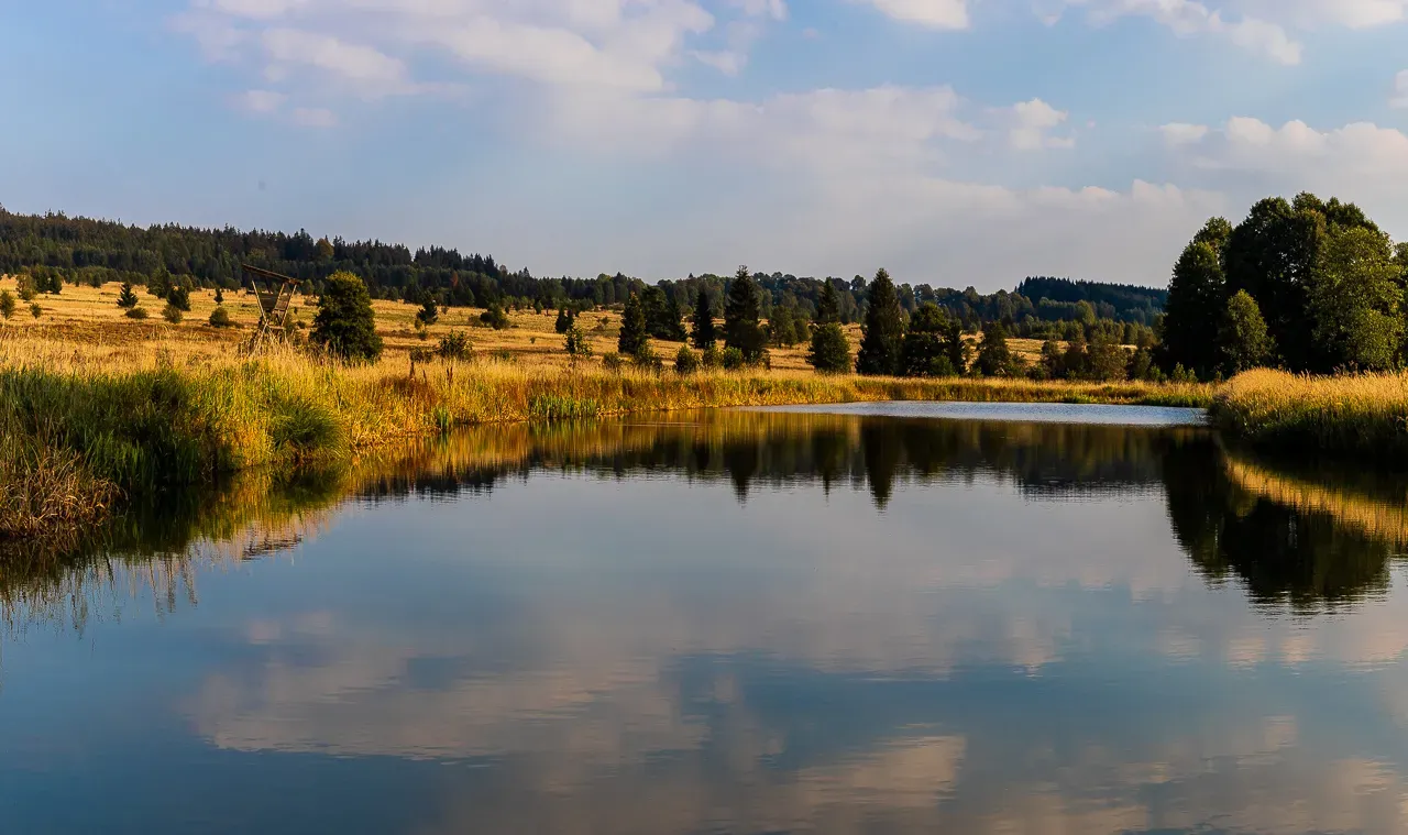 Zrcadlení stromů na hladině Padrťského rybníka.