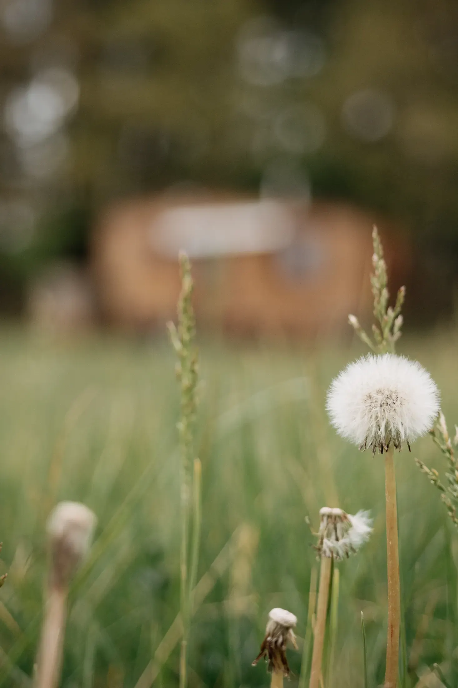 Dandelions on the meadow around the wagon.